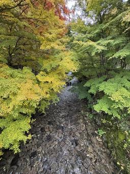晩秋の牛伏川フランス式階段工 牛伏寺,松本市,葉の写真素材