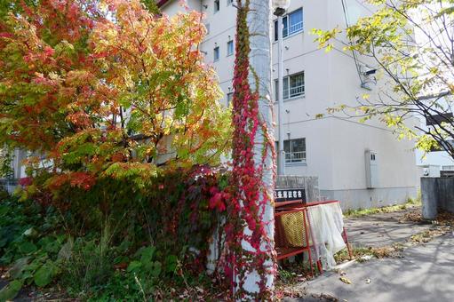 「街角の秋」 北海道,秋,秋の風景の写真素材