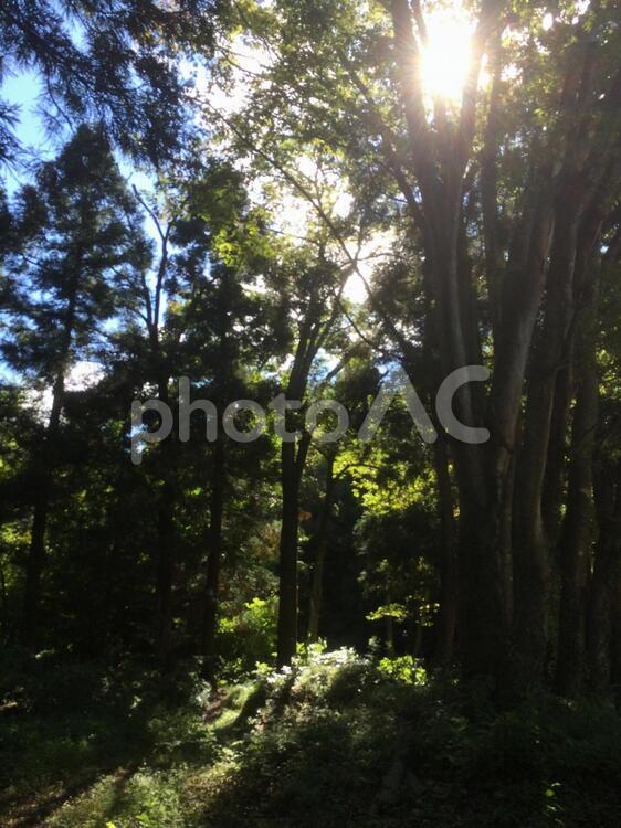 自然のなか 木漏れ日 風景,木,自然の写真素材
