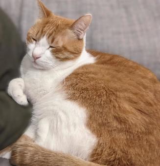 うたたね猫(茶白ハチワレ) うたたね猫(茶白ハチワレ)の写真