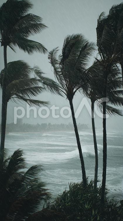 強風に揺れるヤシの木々 ヤシの木,風,嵐の写真素材