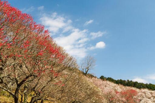 青空に映える満開の紅梅 梅,迎春,梅の花の写真素材