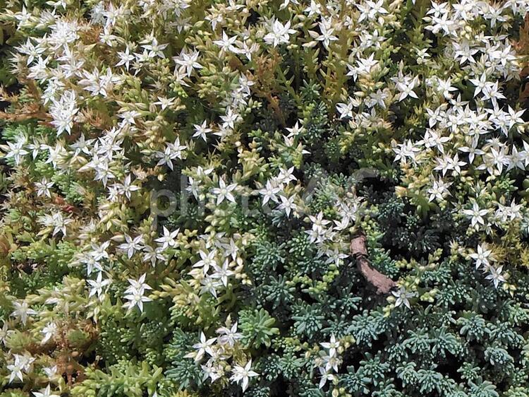 万年草　ヒスパニクム 万年草,ヒスパニクム,ベンケイソウ科の写真素材