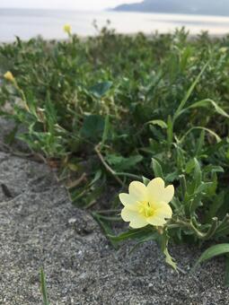 花 花の写真