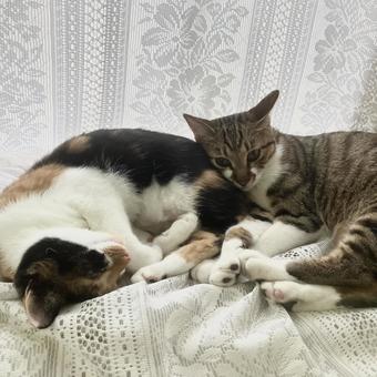仲良し 仲良し 仲良し,猫,2匹の写真素材