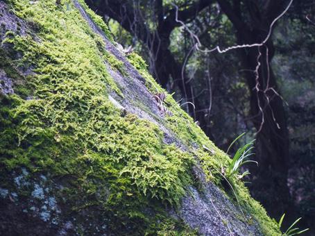苔 苔の写真