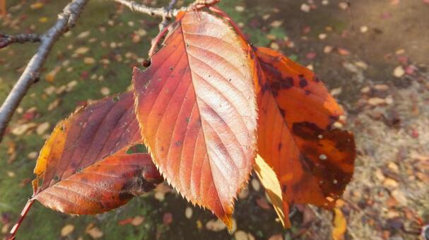 紅葉 公園 紅葉 公園の写真