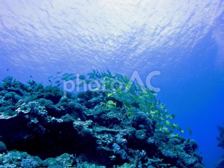 ヨスジフエダイの群れ2 ヨスジフエダイ,群れ,魚の写真素材
