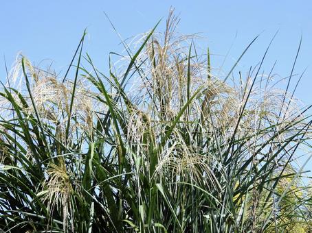 ススキの穂の写真