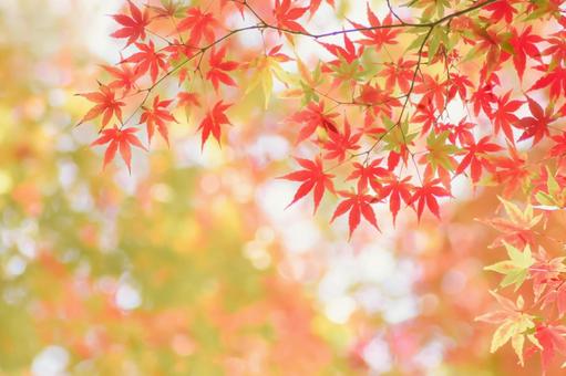 紅葉の秋もみじ 紅葉の秋もみじ 紅葉,秋,もみじの写真素材