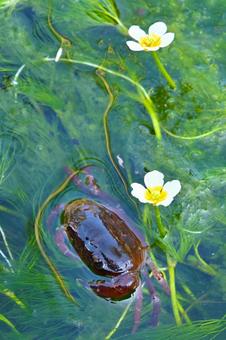 Photo, freshwater crab (any crab of family salmonidae), geothelphusa, freshwater, 