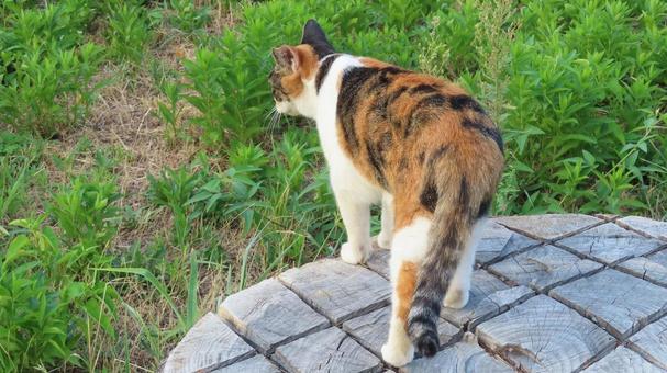 お気に入りの切り株で舞うもふもふな三毛猫 お気に入りの切り株で舞うもふもふな三毛猫 三毛猫,猫,後ろ姿の写真素材