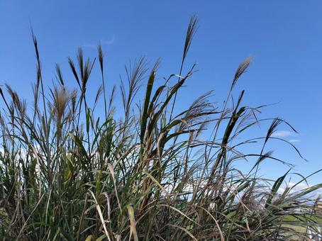 ススキと青空の写真