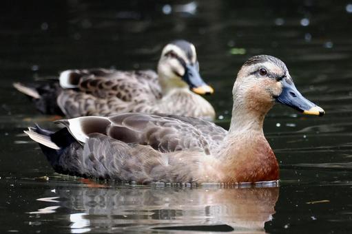 マルガモ マルガモ,カルガモ,自然雑種の写真素材