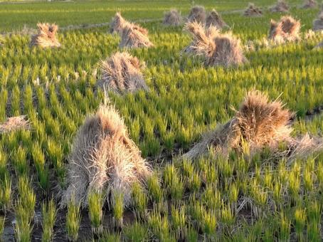 稲刈り後の田んぼ 稲架掛け,田んぼ,稲の写真素材