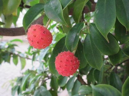 ヤマボウシの実  ００３ ヤマボウシの実,果実,落葉高木の写真素材