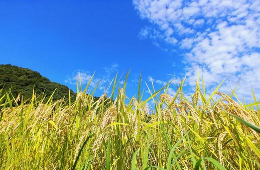 秋の風景/黄金色に色づいた稲穂と青空4 秋の風景/黄金色に色づいた稲穂と青空4の写真