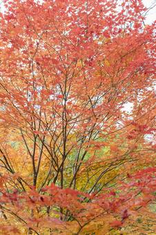 Autumn leaves background, JPG