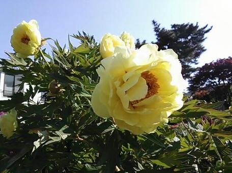 大輪の花 咲きましたの写真