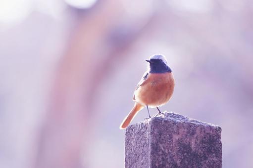 餌を探すジョウビタキ 餌を探すジョウビタキ ジョウビタキ,鳥,冬の写真素材