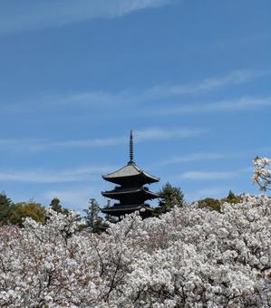 仁和寺 桜 仁和寺 桜の写真