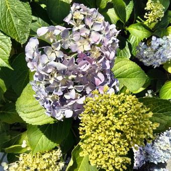 花202306051943 花202306051943の写真
