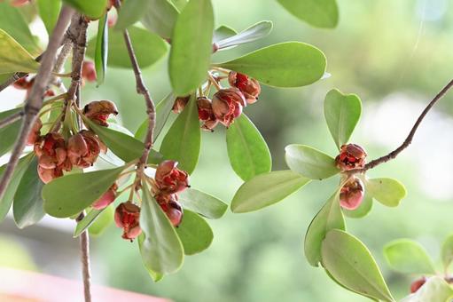 モッコク モッコク,アカミノキ,木の写真素材