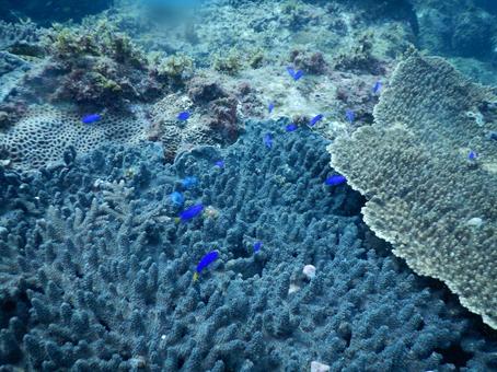 海中写真 海中写真の写真