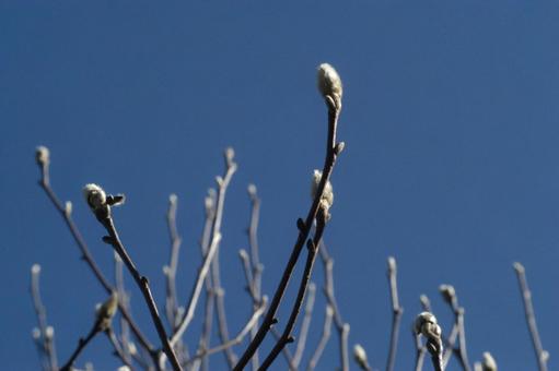 Photo, 푸른 하늘, 목련, 이른 봄, 