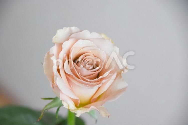コーラルピンクのばら コーラルピンク,ばら,薔薇の写真素材