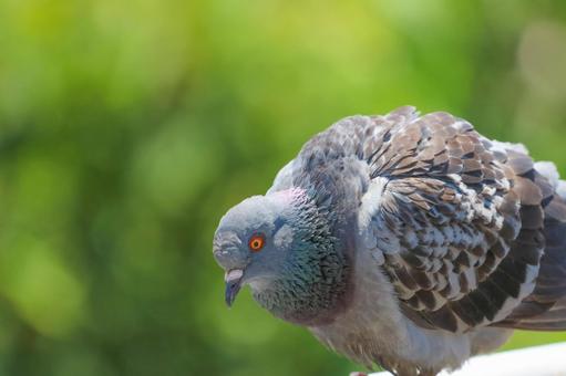 Dove 11, JPG Dove 11, JPG