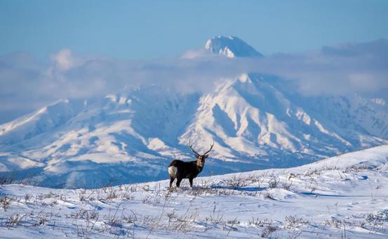 雄大な利尻岳と佇むエゾシカのいる冬景色 エゾシカ,利尻岳,雪山の写真素材