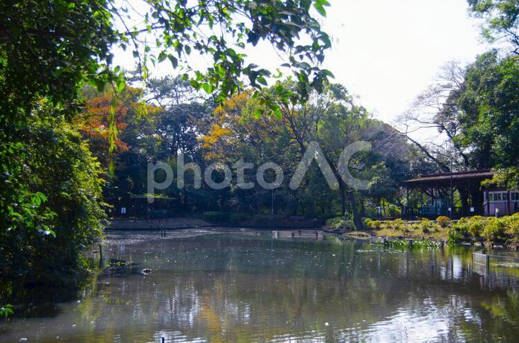 森林公園　池 池,水,流れの写真素材