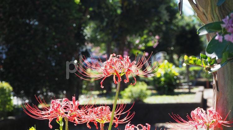 秋の公園でみつけた花・彼岸花・ヒガンバナ 彼岸花,マンジュシャゲ,曼珠沙華の写真素材