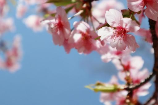 青空と河津桜 青空と河津桜の写真