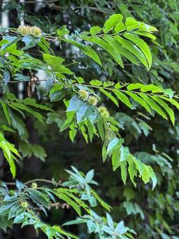 栗の木に実がついた 栗の木に実がついた 栗,木,みどりの写真素材