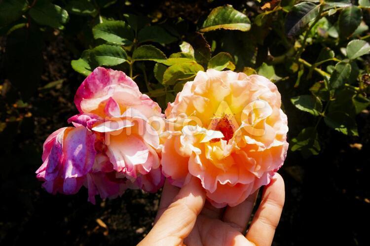 美しいグラデーションのバラ バラ,バラの花,美し花の写真素材