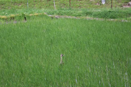 A scene of a single spot-billed duck in a green rice field, green, paddy field, 1 feathers, JPG