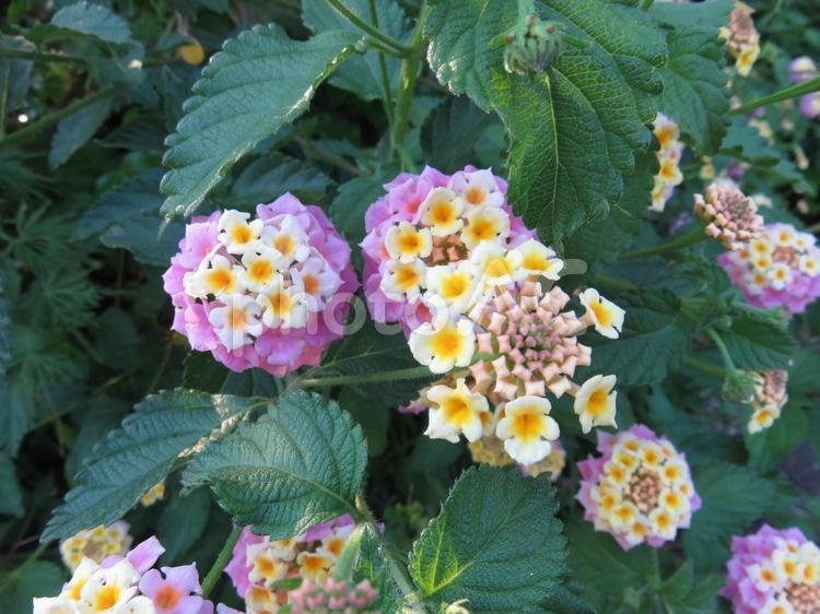 咲きかけの小さいアジサイ  あじさい,花,咲きかけの写真素材
