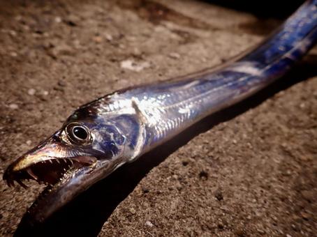 釣り場で釣れた太刀魚 魚,魚類,食用の写真素材