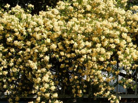 【花の写真】モッコウバラ モッコウバラ,木香薔薇,バラ科の写真素材