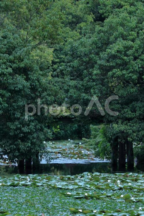 睡蓮のある風景-2 風景,自然,睡蓮の写真素材