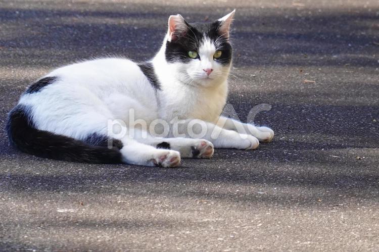 雄のハチワレ白黒猫 保護猫,猫,ネコの写真素材