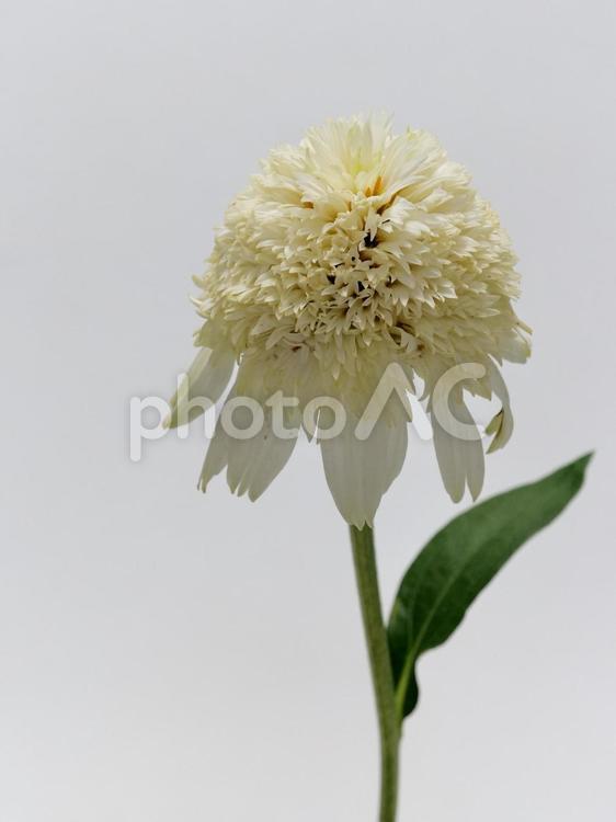 白色のエキナセアの花 エキナセア,花,植物の写真素材