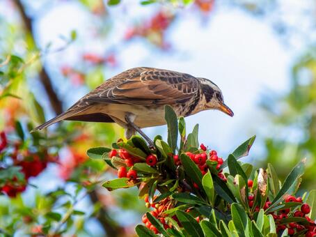 ピラカンサとツグミ ツグミ,野鳥,鳥の写真素材