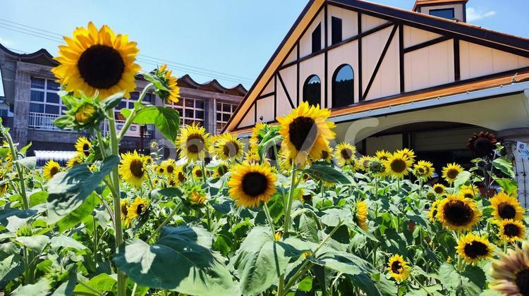 夏を抱きしめる花畑 ひまわり,洲原ひまわりの里,黄金色の花畑の写真素材