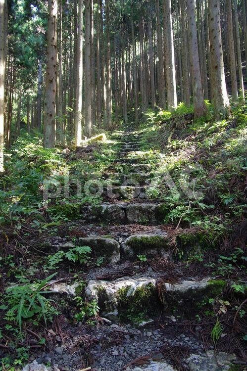 石の階段の登山道（日の出山（東京）、養沢ルート） 古道,秘境,登山道の写真素材