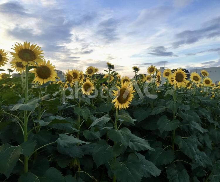 夕暮れのヒマワリ畑 向日葵,向日葵畑,花の写真素材