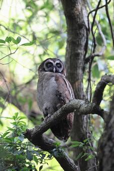 オオフクロウ オオフクロウの写真