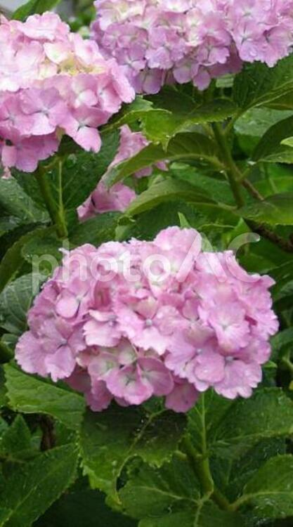 180606権現堂の紫陽花 紫陽花,花,幸手の写真素材
